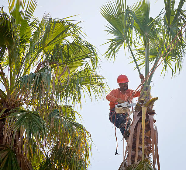 Best Emergency Tree Service  in USA